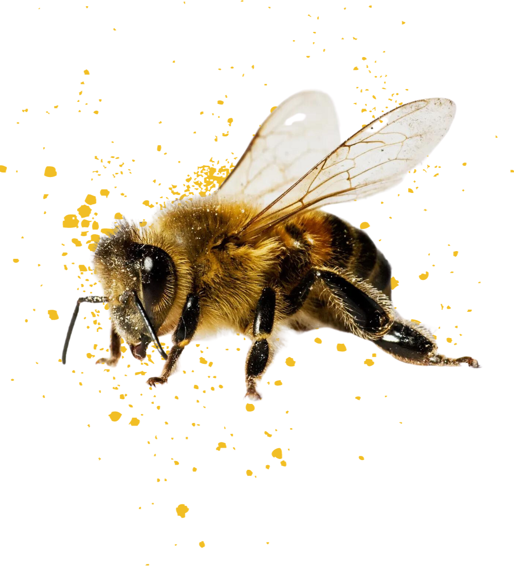Illustration d'une abeille